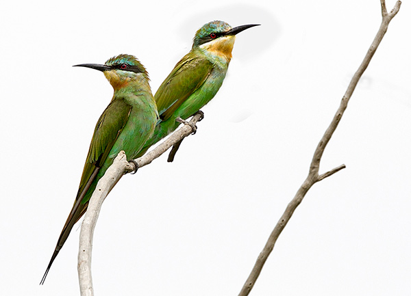 Blue-cheeked Bee-eater